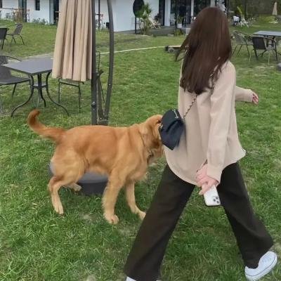 侠女游龙粤语